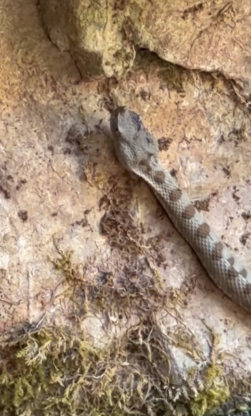 Kastamonu’da boynuzlu engerek yılanı görüldü