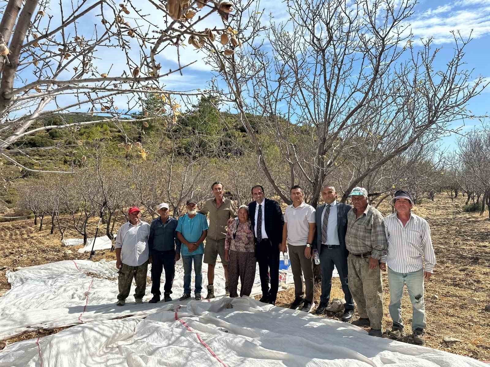Datça’da badem hasadı sürüyor
