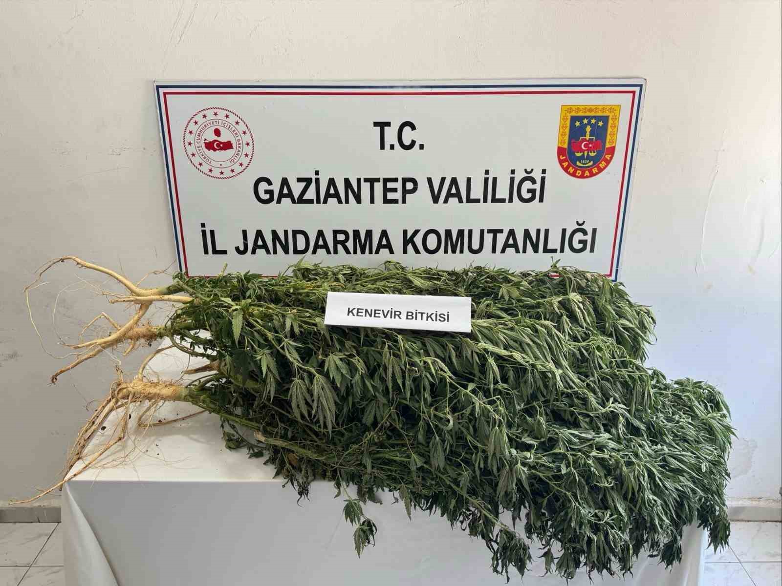 Gaziantep jandarmadan uyuşturucu operasyonu