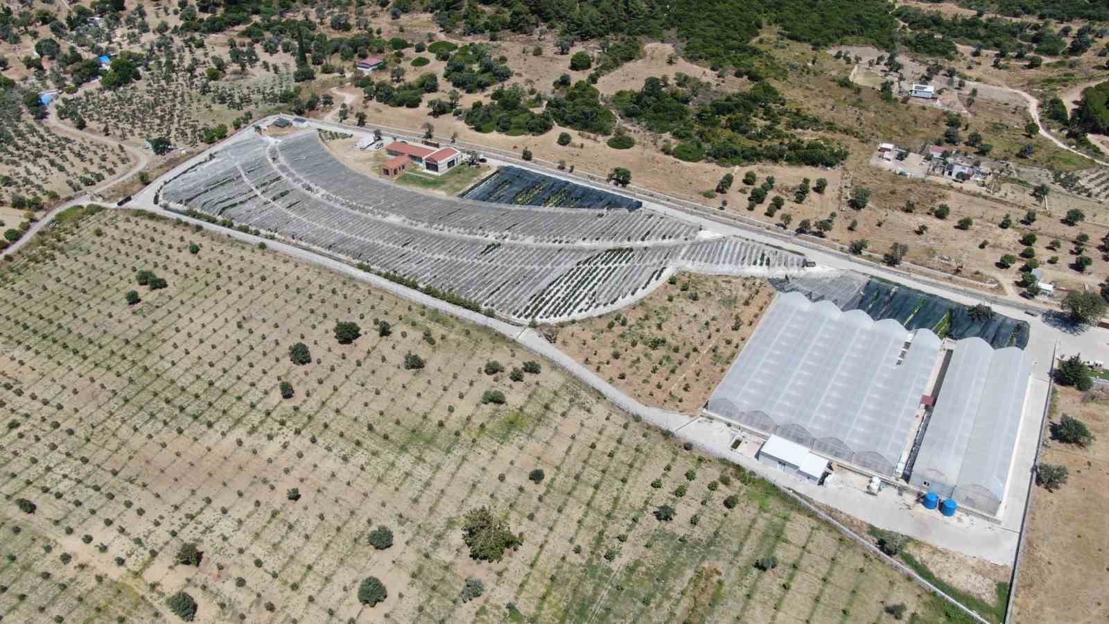 Şehir hayatından yorulan &ccedil;ift, topraksız tarım &uuml;reticisi oldu