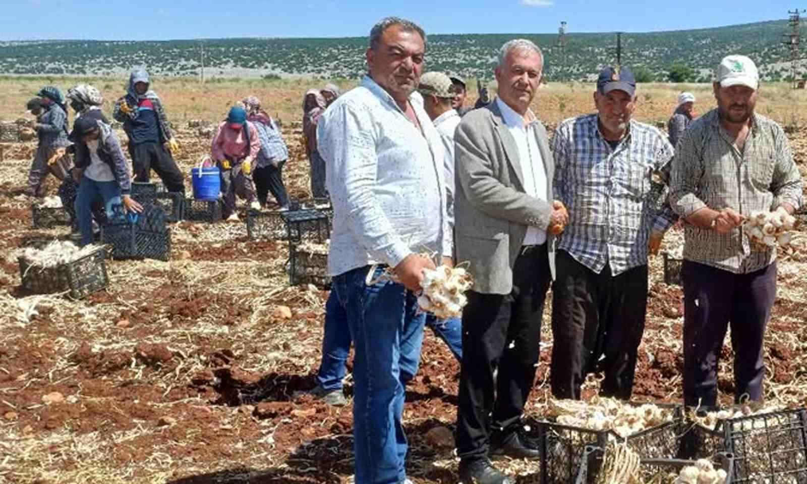 AB tescilli Araban sarımsağının hasadı başladı
