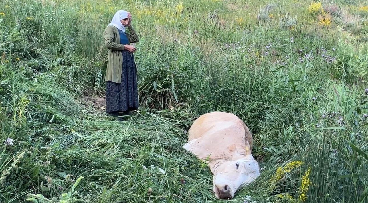 Yüksekova’da yürek yakan görüntü: Uçurumdan düşerek telef olan ineğine sarılıp saatlerce ağladı