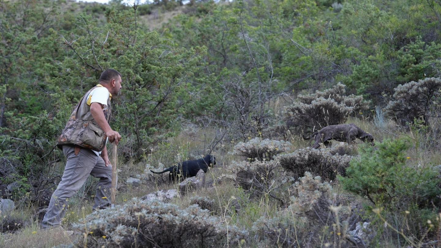 Trüf mantarının izini eğitimli köpekler sürdü