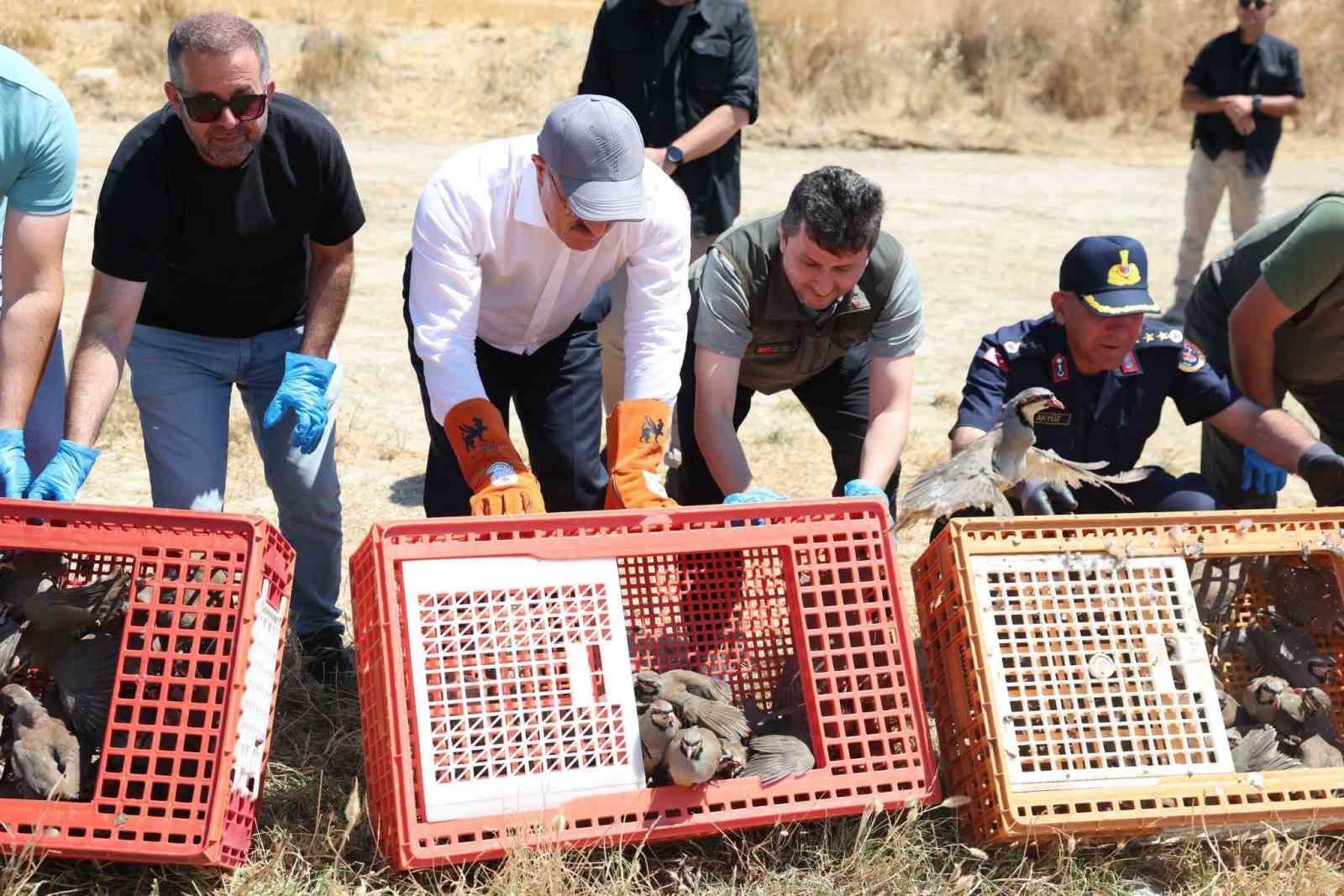&Ccedil;anakkale&rsquo;de 1000 kınalı keklik doğaya salındı