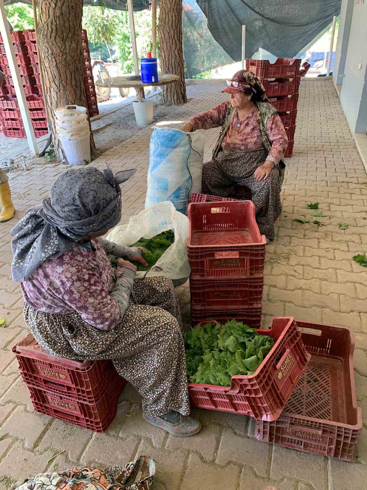 Sarıgöl’de yaprak fiyatları 35-40 TL’ye geriledi