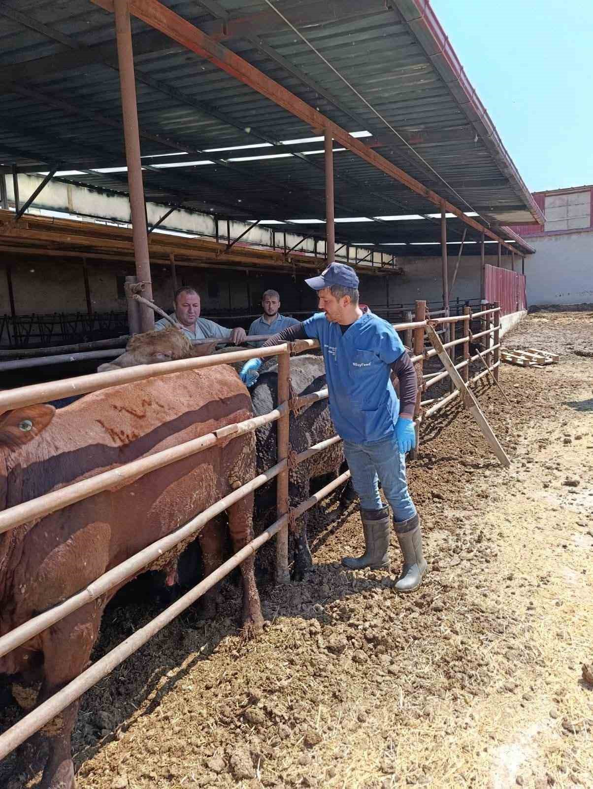 İthal besi hayvanlarına yönelik denetim