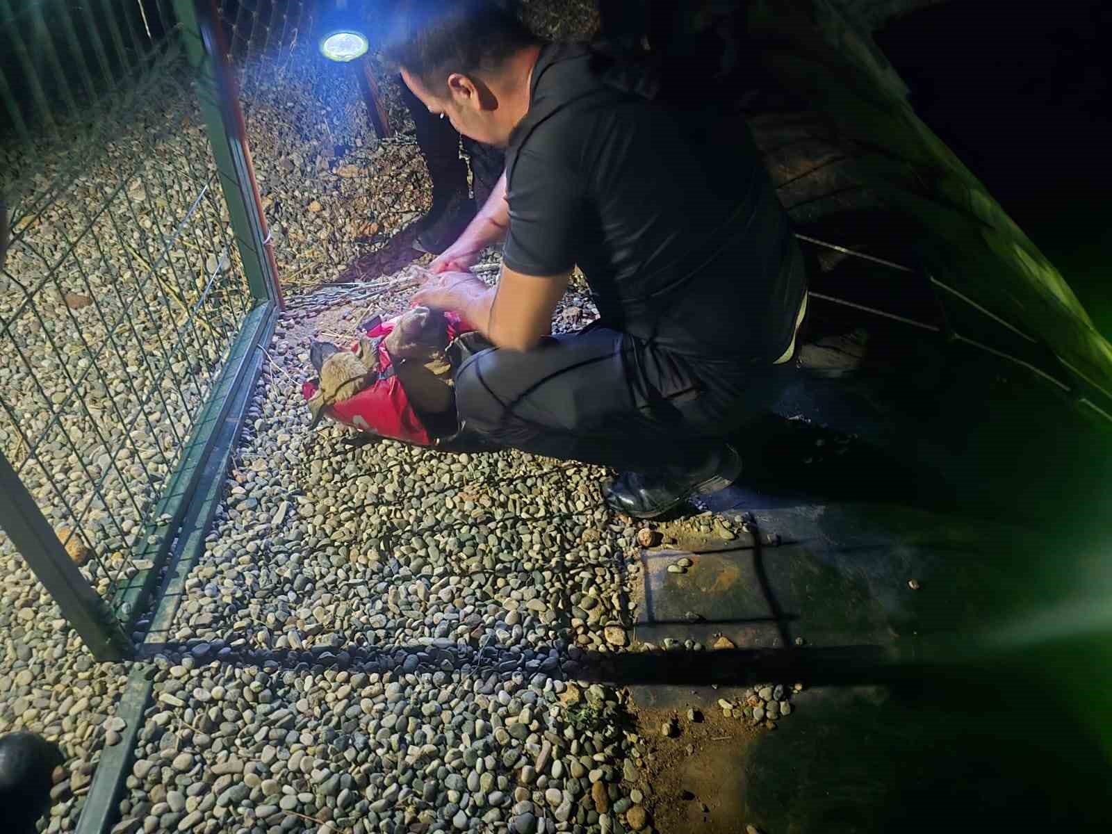G&ouml;lete d&uuml;şen k&ouml;peği dalgı&ccedil; polisler kurtardı