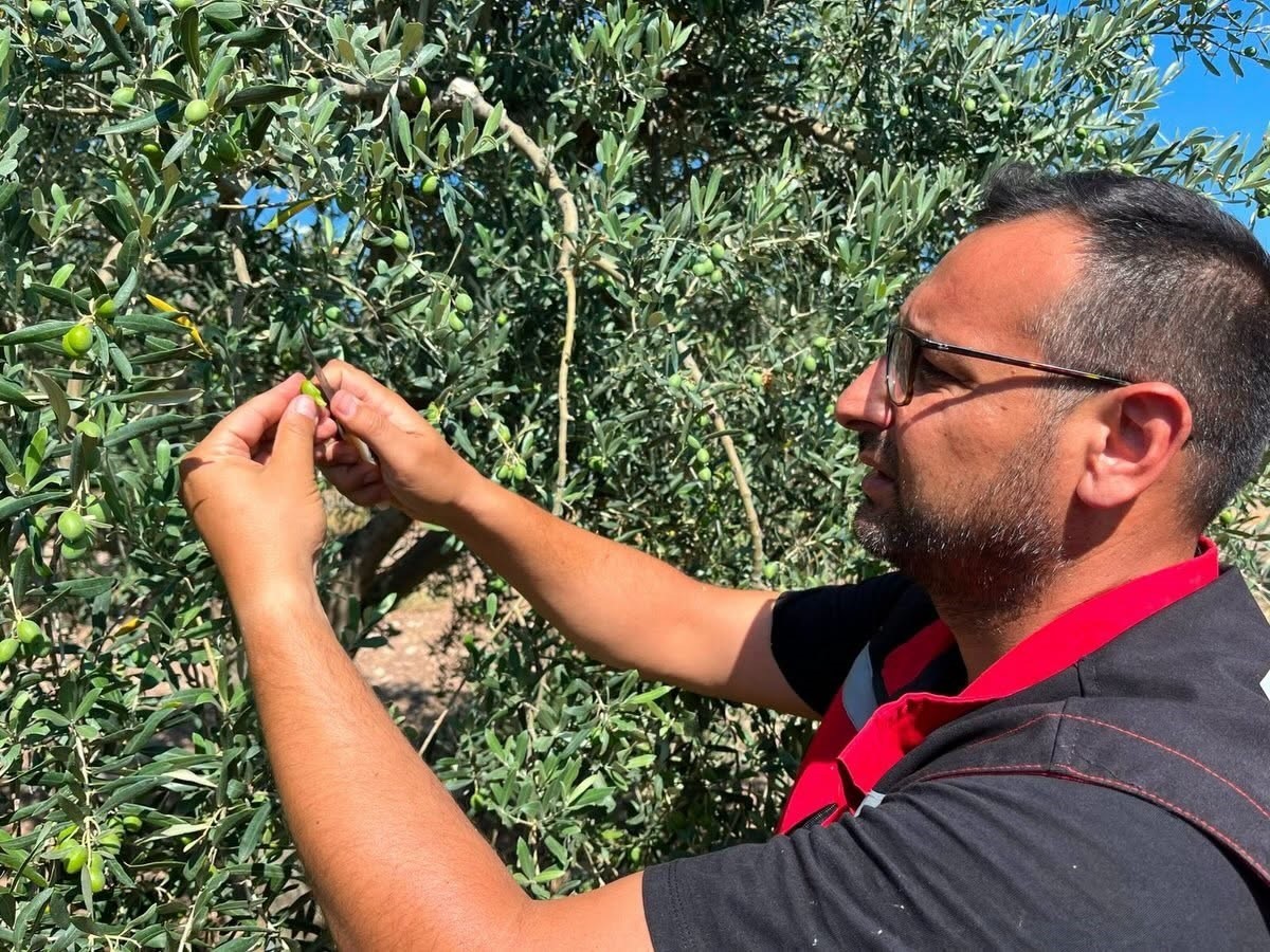Akhisar’da zeytin sineğine karşı alarm