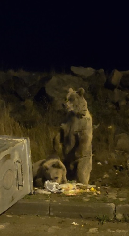 Kars’ta "Kış kapıda, ayılar sokaklarda"