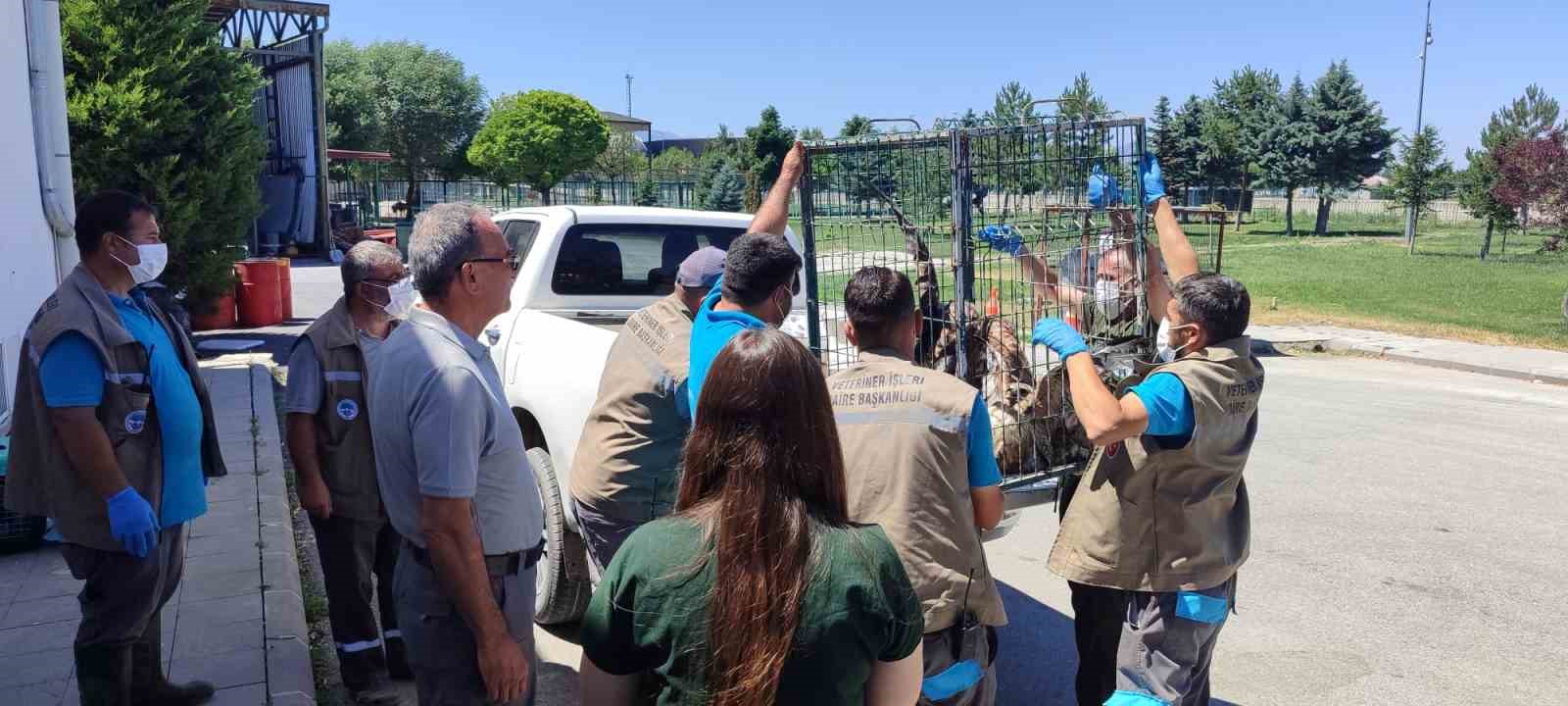 Rehabilitasyonu tamamlanan 35 yaban kuşu doğayla buluşturuldu