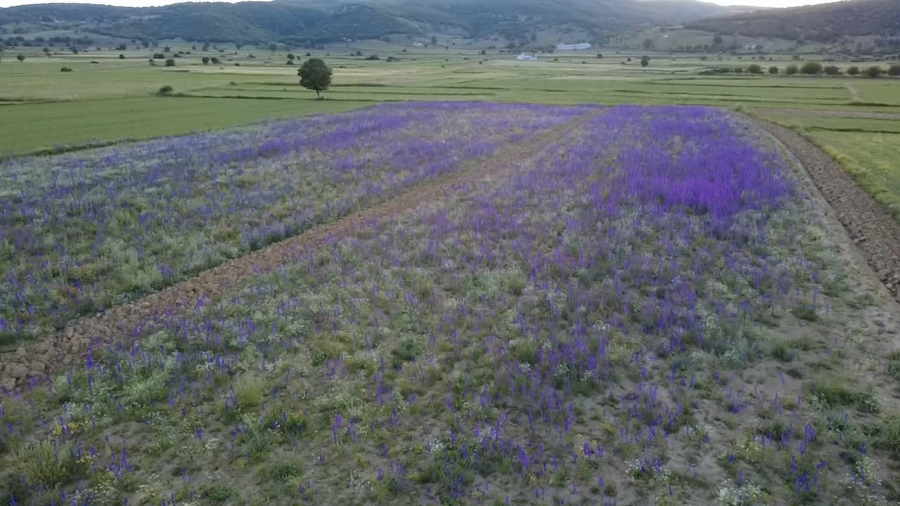 Tarlalar mora boyandı, &ccedil;i&ccedil;ekler resim tablosunu andırdı