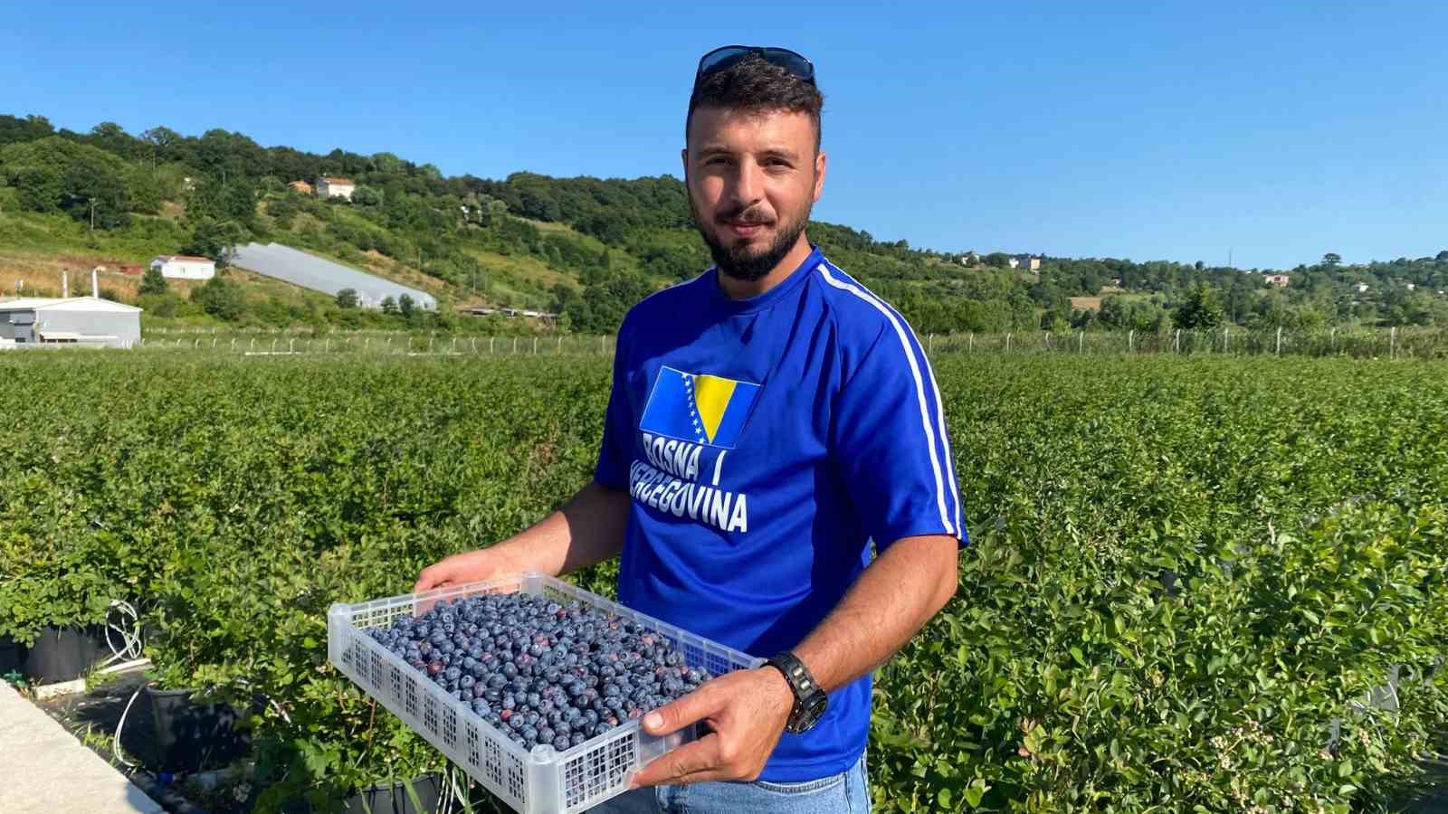 Sinop’ta yaban mersini hasadı başladı