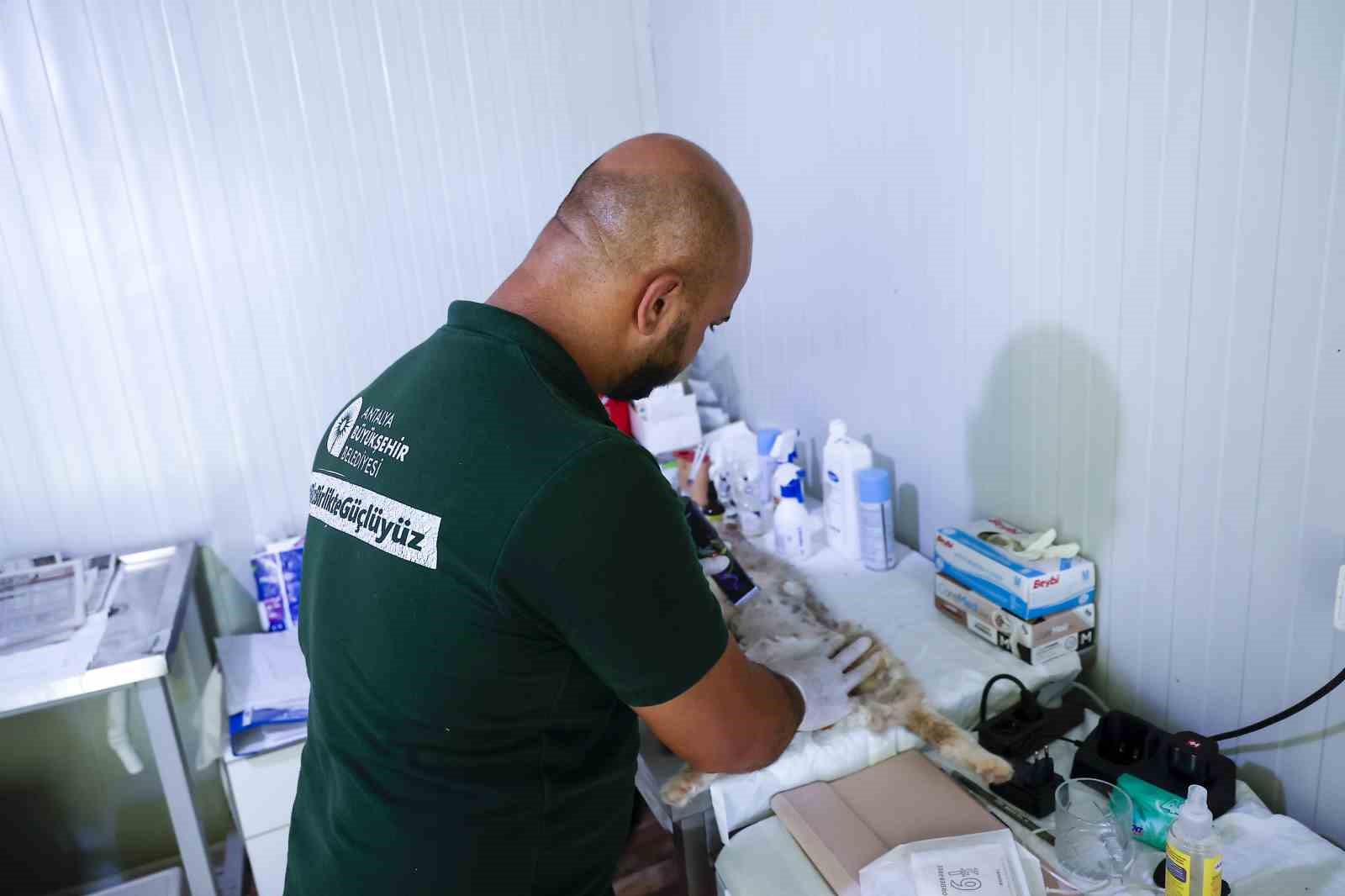 B&uuml;y&uuml;kşehrin sahipsiz sokak kedilerine &ouml;zel mobil kısırlaştırma hizmeti