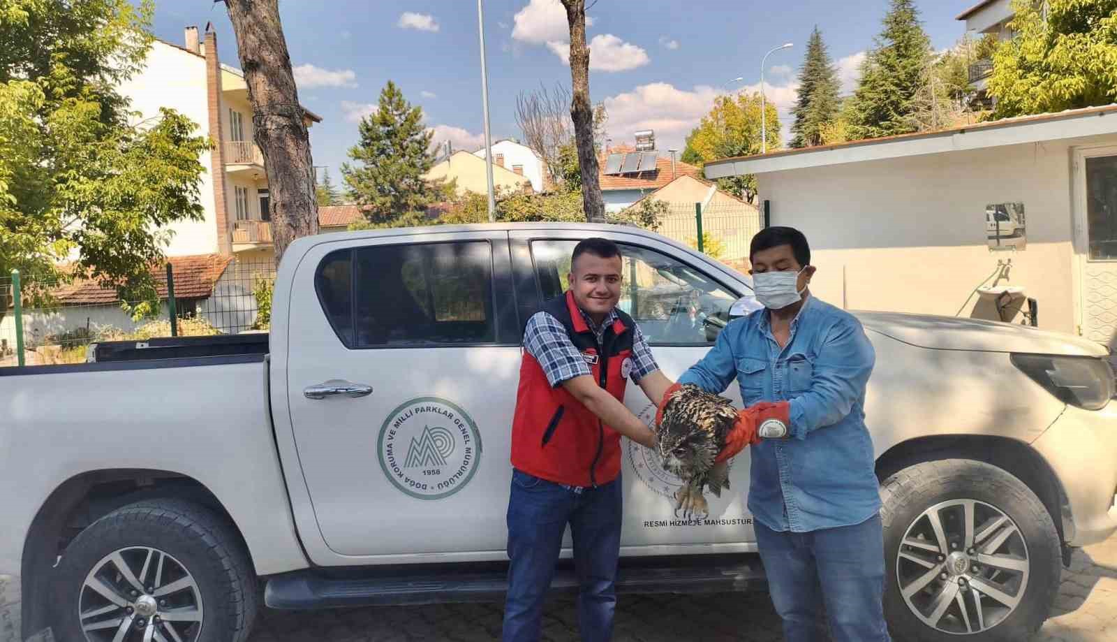 Yaralı puhu kuşu koruma altına alındı