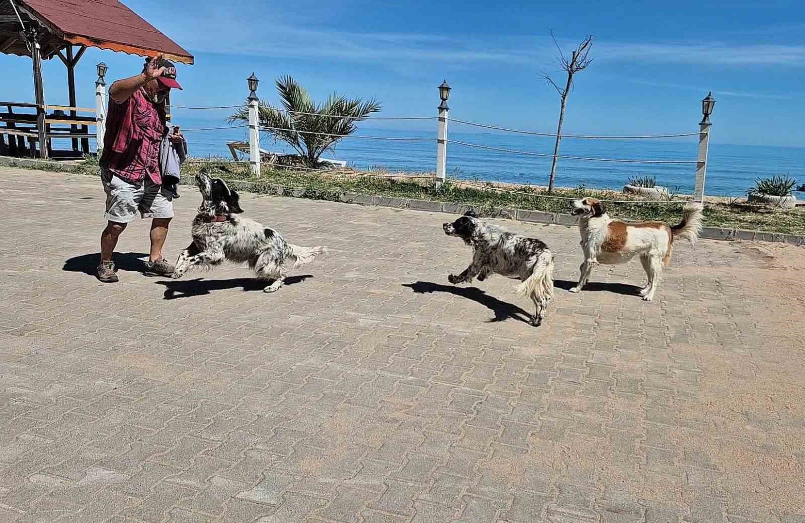 Bunlar da dronsavar köpekler