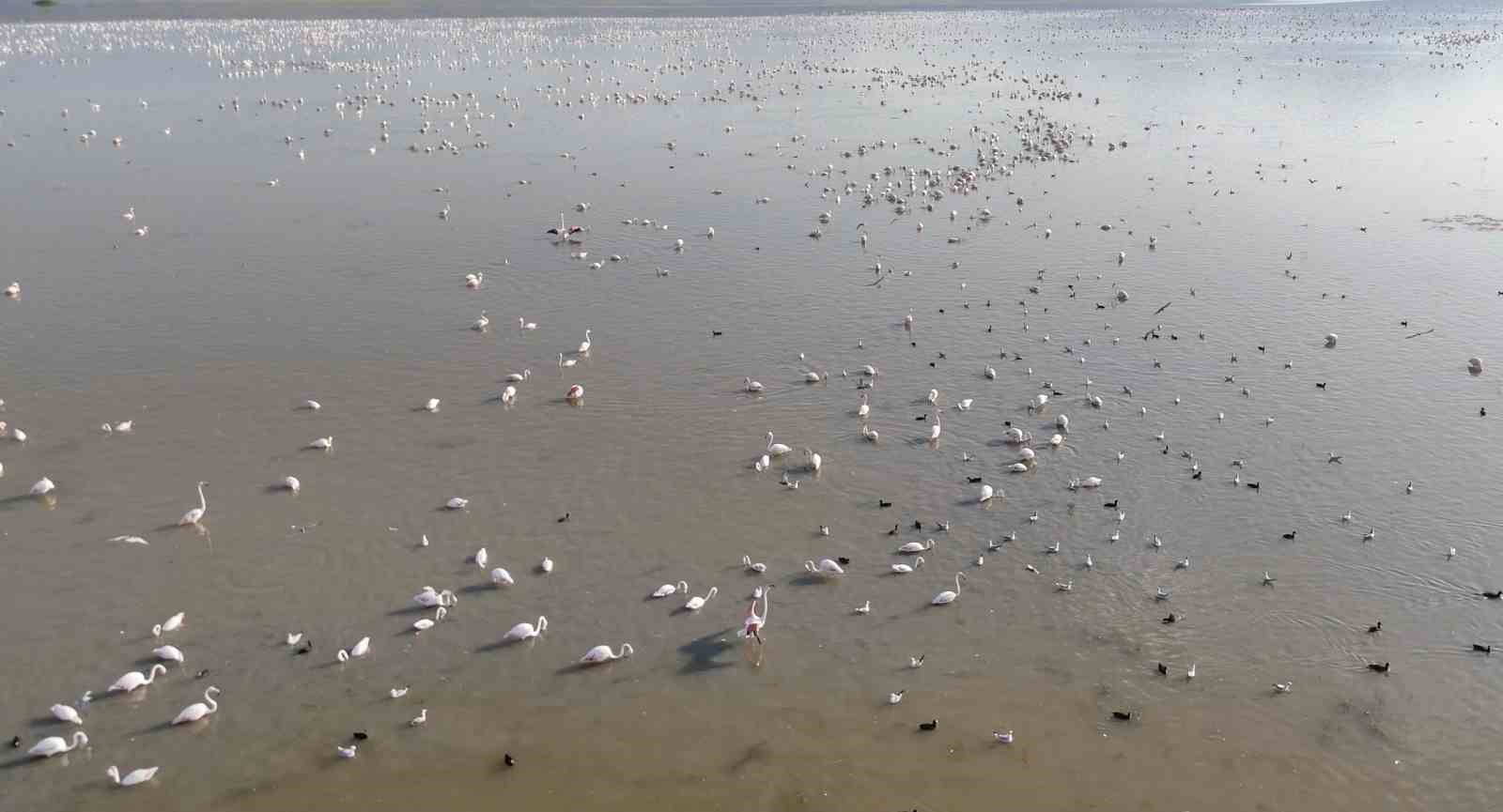 Akşehir Gölü’nde yıllardır özlenen tablo: Flamingolarla renklenen gölde umut büyüyor