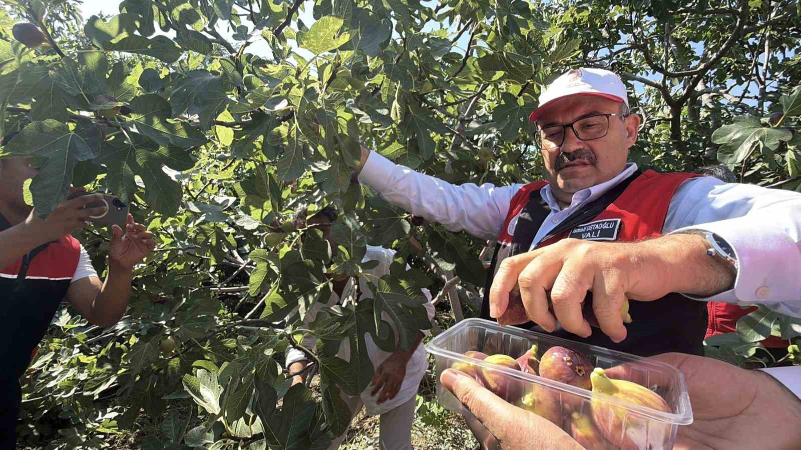 Coğrafi işaretli Havran siyah incirinde hasat başladı