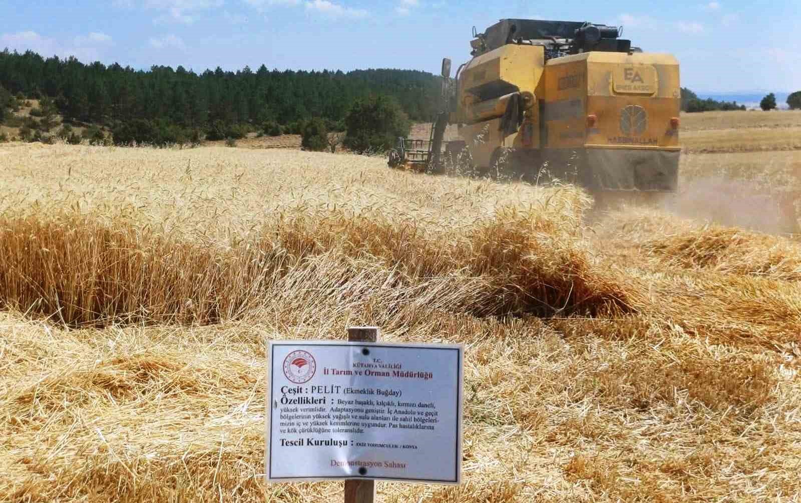 Çavdarhisar’da yerli ve milli arpa ile buğday çeşitlerinin hasadı yapıldı