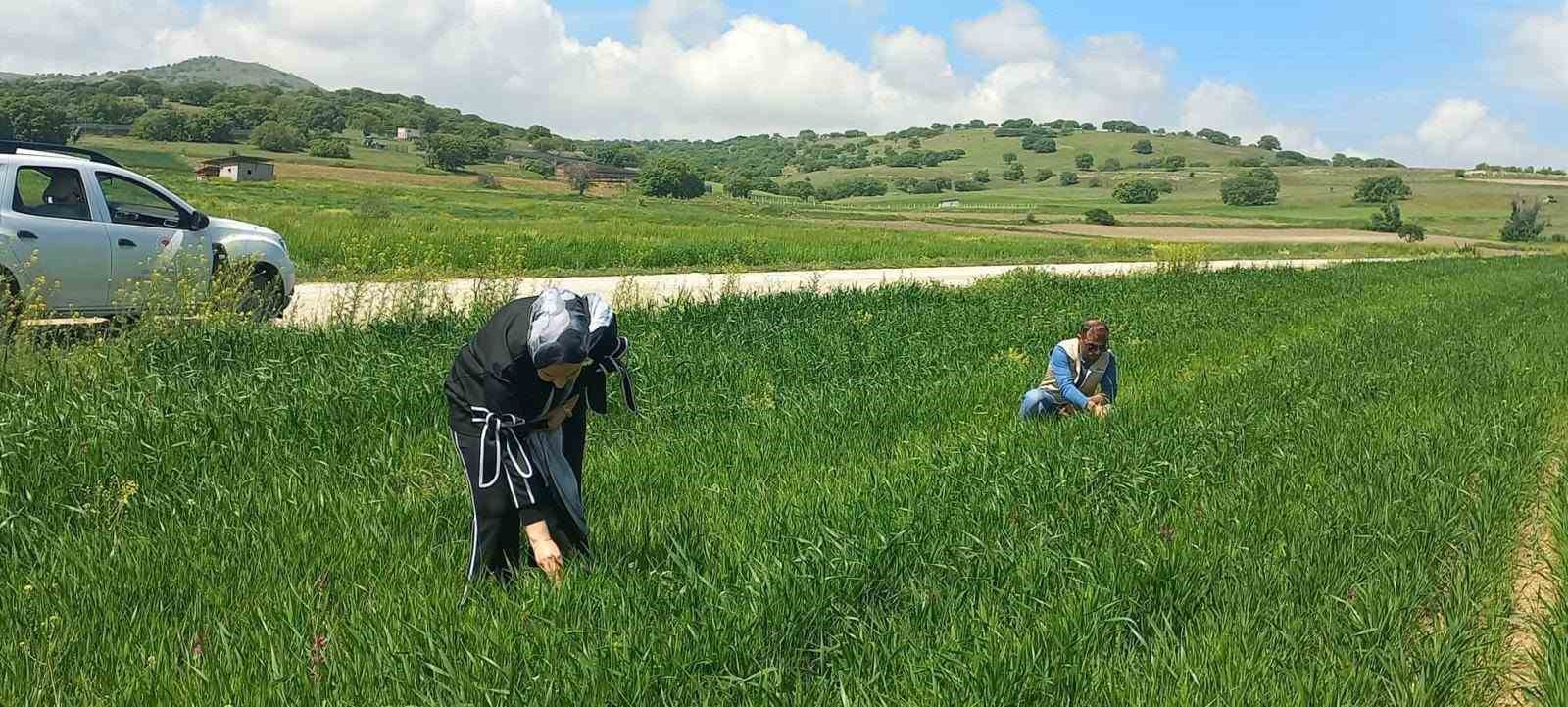 Hububat alanlarında denetimler sürüyor
