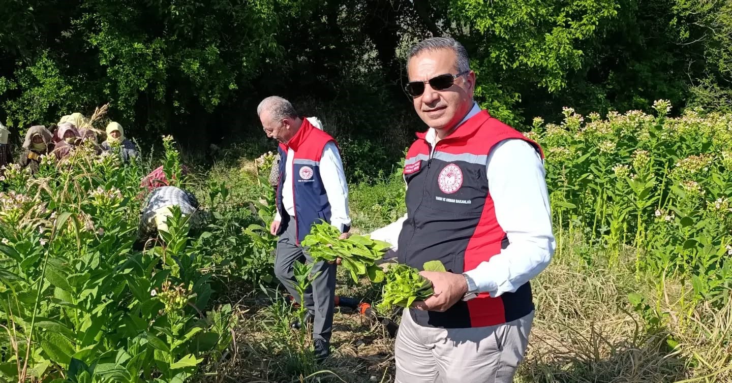 Aydın’da tütün üretiminin merkezi Karacasu’da kırım başladı