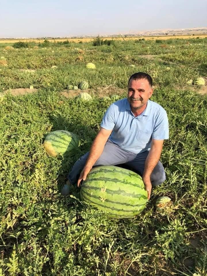 Diyarbakır’ın devasa karpuzları yarışma için özenle muhafaza ediliyor