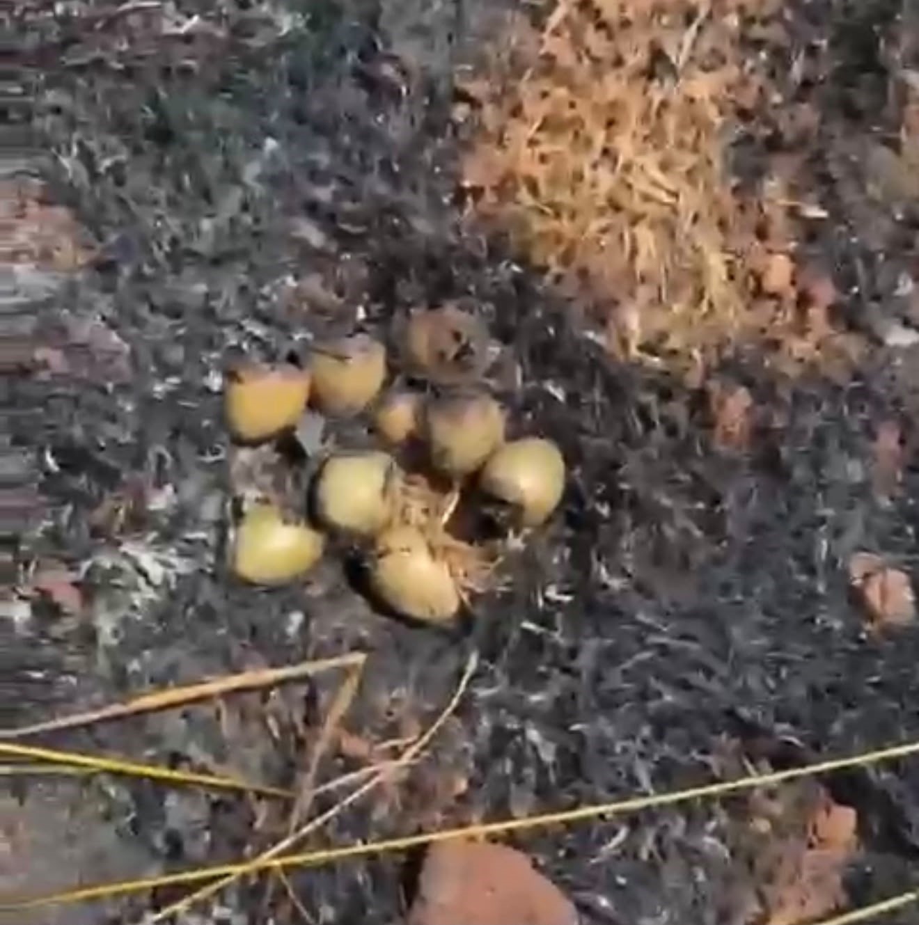 Otluk alanda &ccedil;ıkan yangın kuş yuvalarına zarar verdi