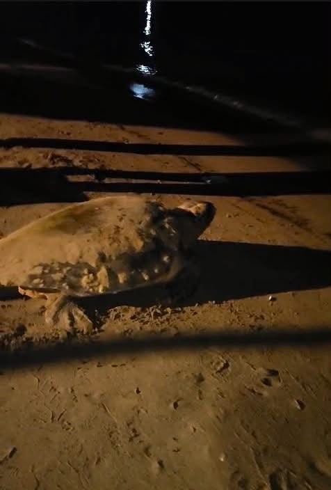 Aydın&rsquo;ın Kuşadası ve Didim kıyılarında caretta hareketliliği