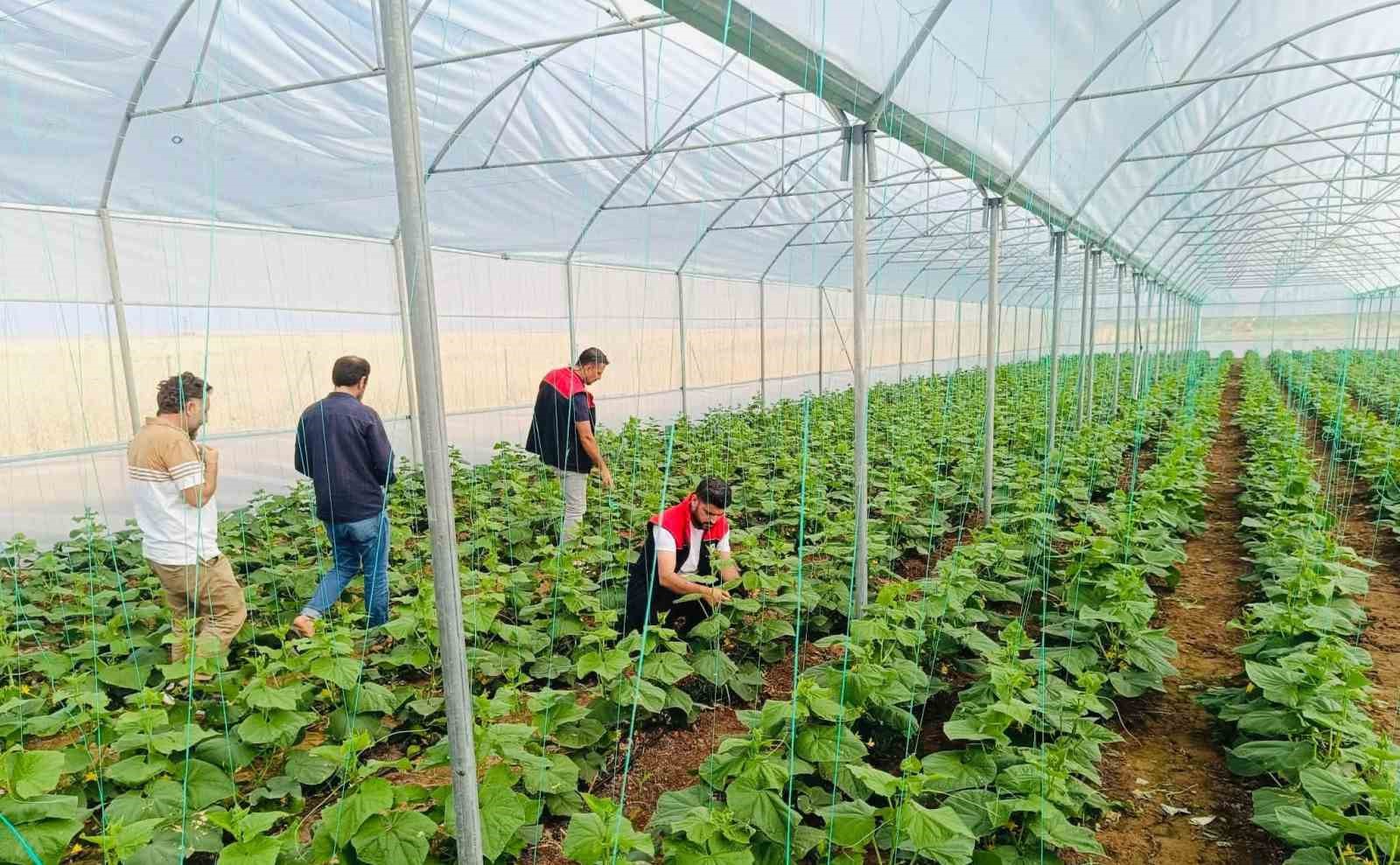 Cizre’de çiftçilere sera denetimi ve eğitimi