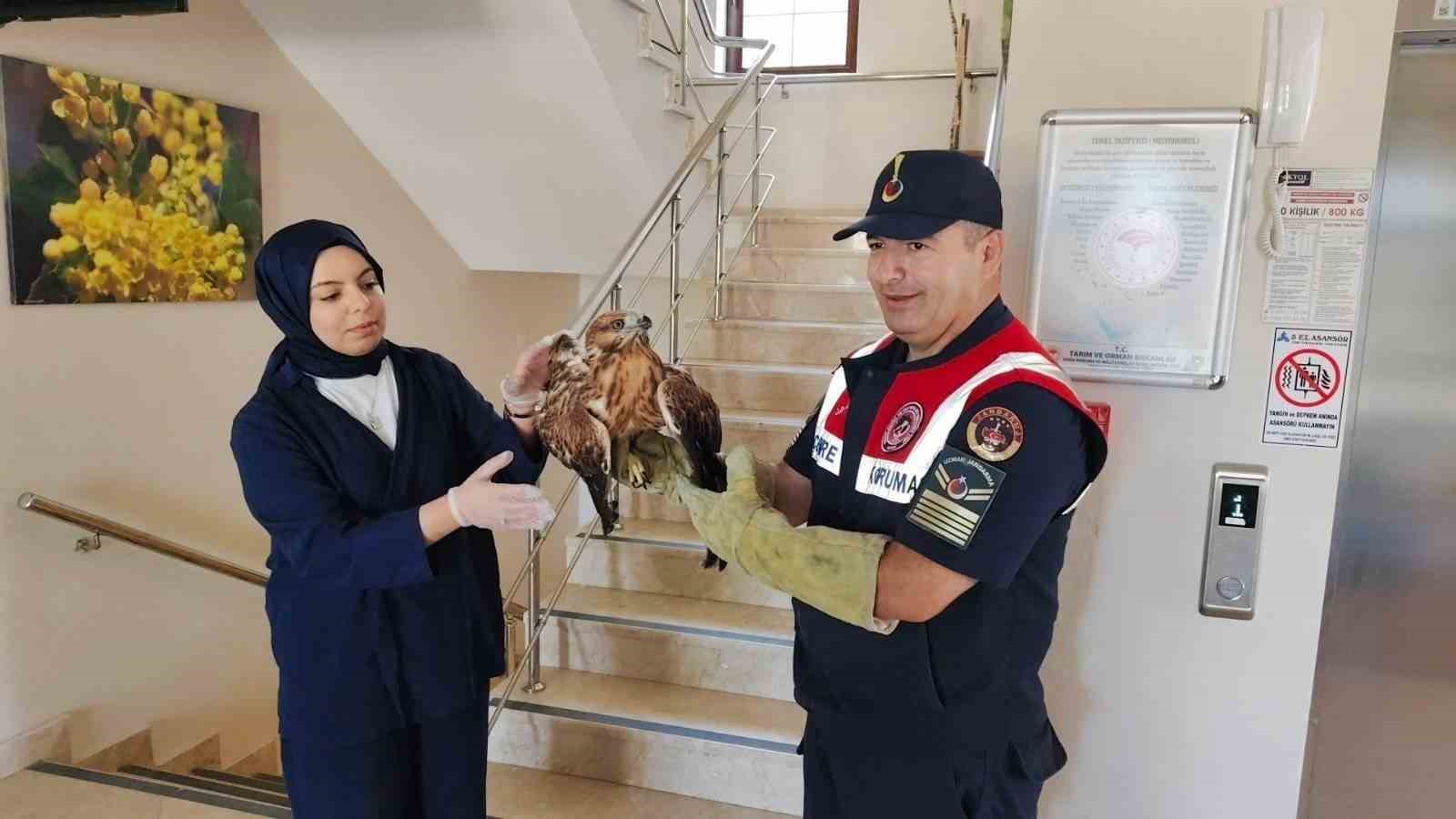 Yozgat&rsquo;ta yaralı bulunan şahin koruma altına alındı