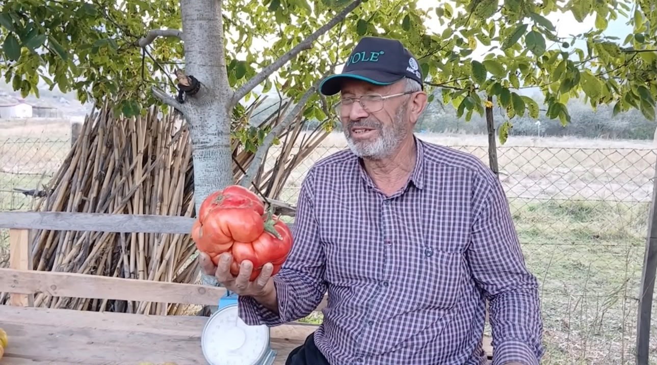 Osmaniye’de ata tohumundan 2 kiloluk dev domates yetiştirdi