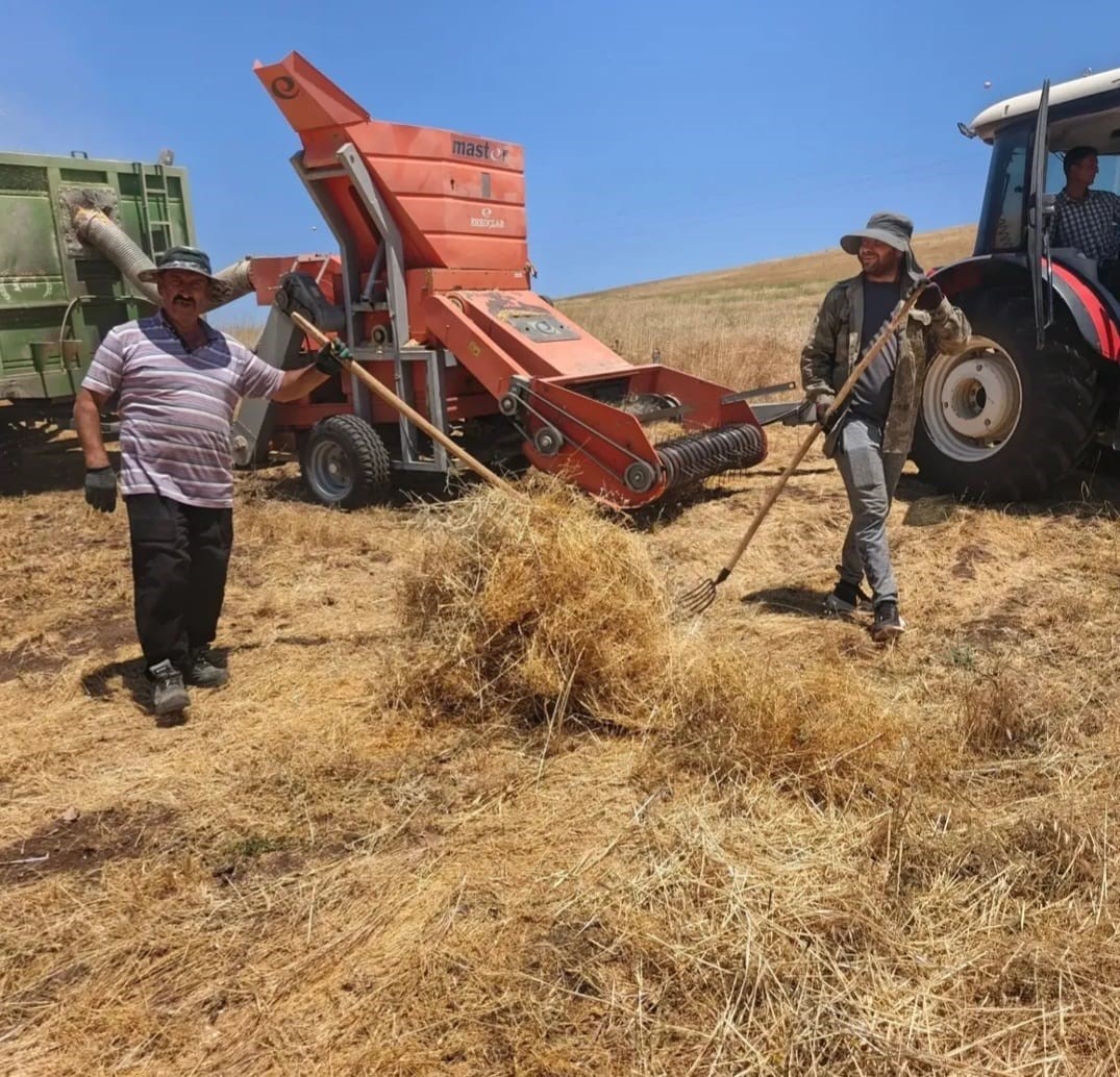 Ağın’da mercimek tohumluklarında hasat kontrolleri