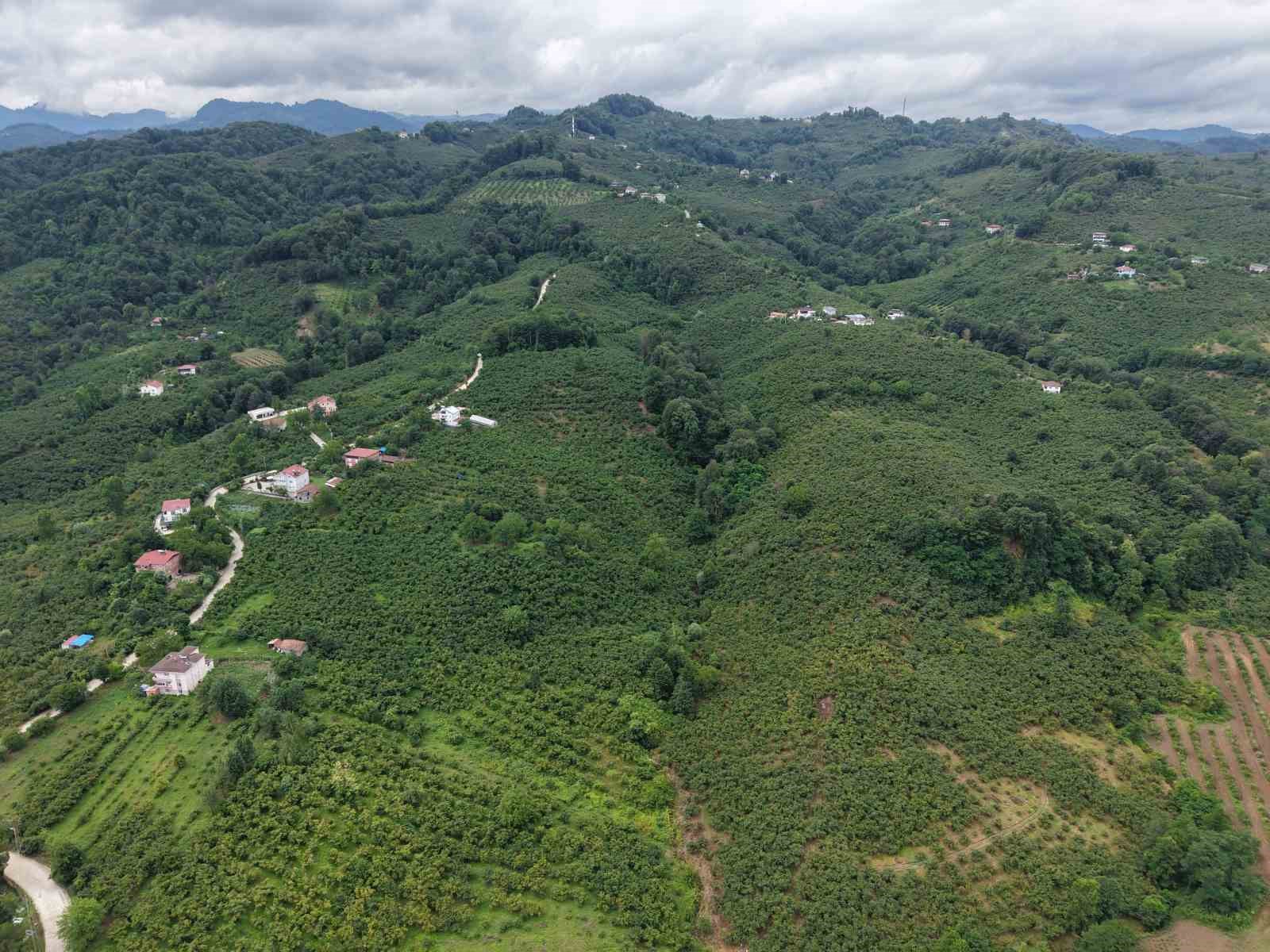 Samsun’da fındıkta rekolte mesaisi: Bahçelerde sayım başladı