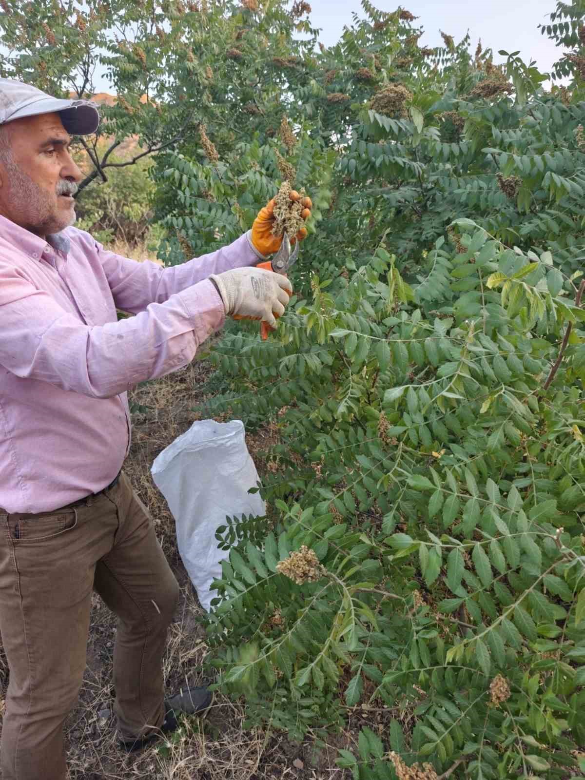 Elazığ&rsquo;da kebap&ccedil;ıların g&ouml;zdesi sumağın hasadı başladı