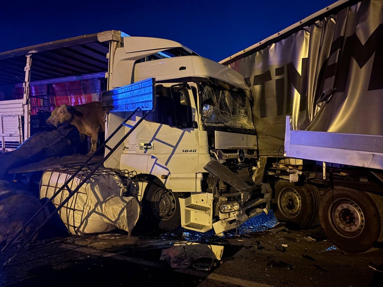 Erzincan’da iki tır çarpıştı: Büyükbaş hayvanlar yola savruldu, 5 hayvan telef oldu