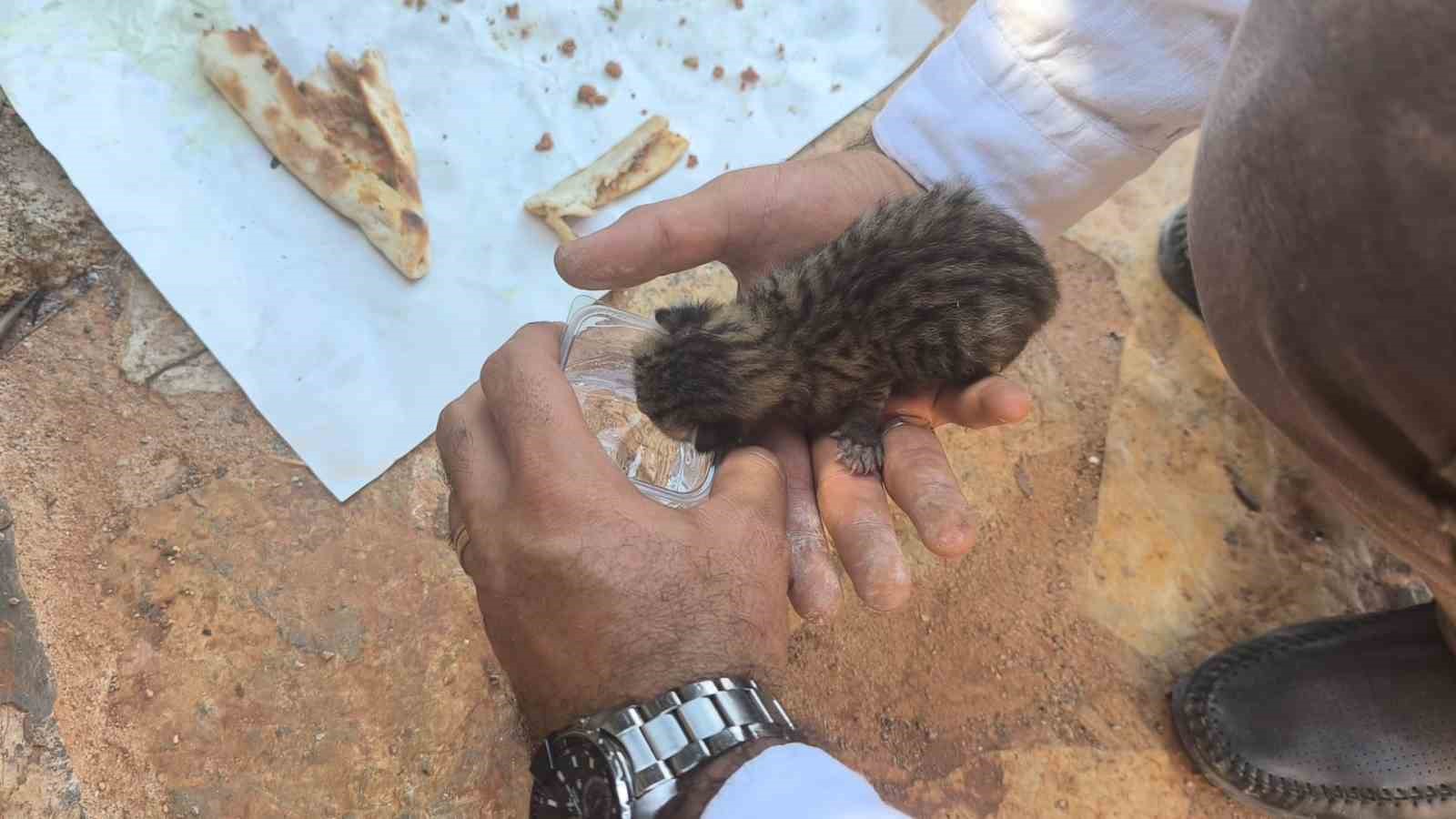 Alevlerden kurtulan kediye ekibi kucak açtı