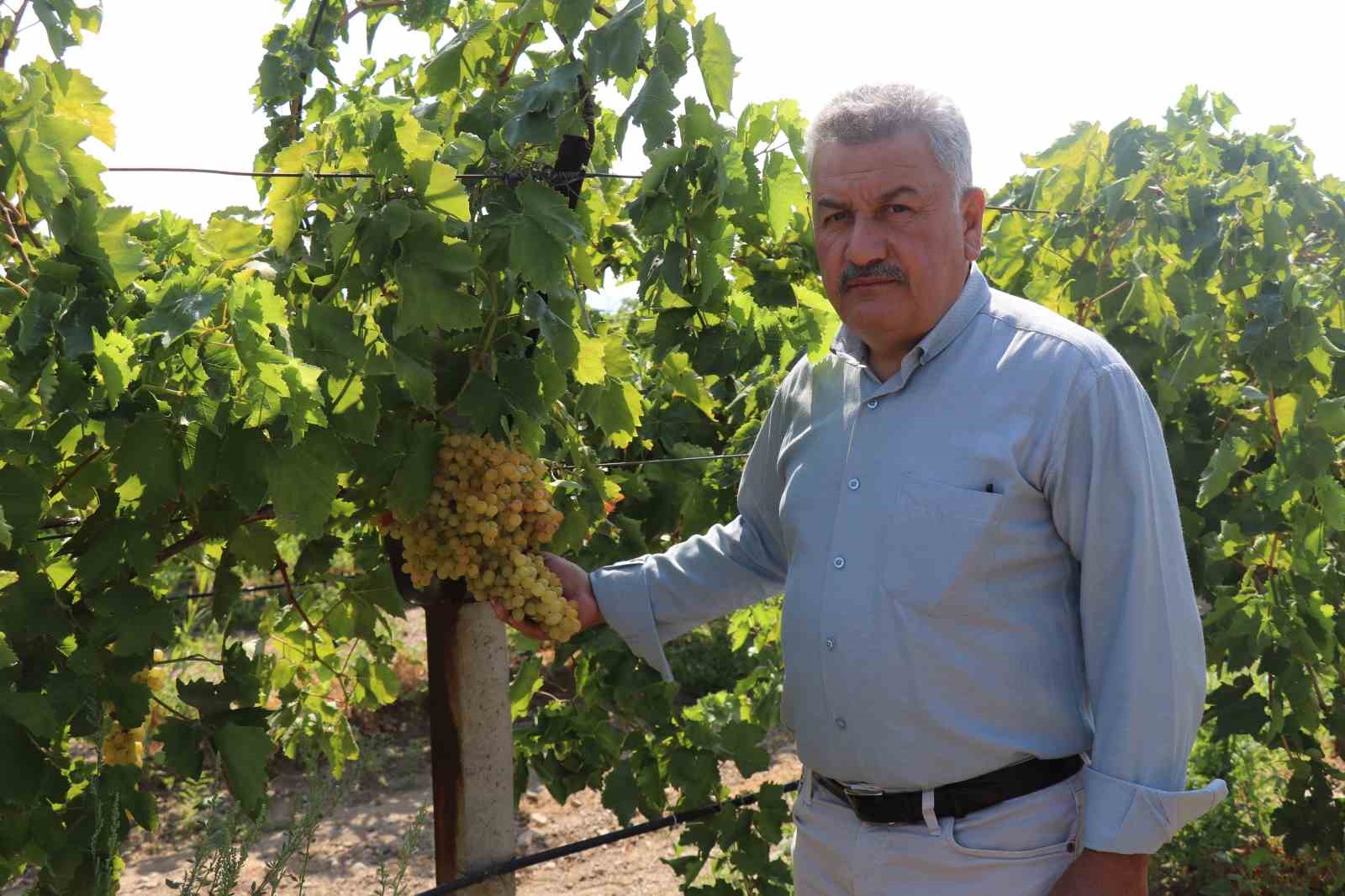 Tüccarın açıkladığı düşük fiyata tepki gösteren üzümcülerden TMO’ya alım çağrısı