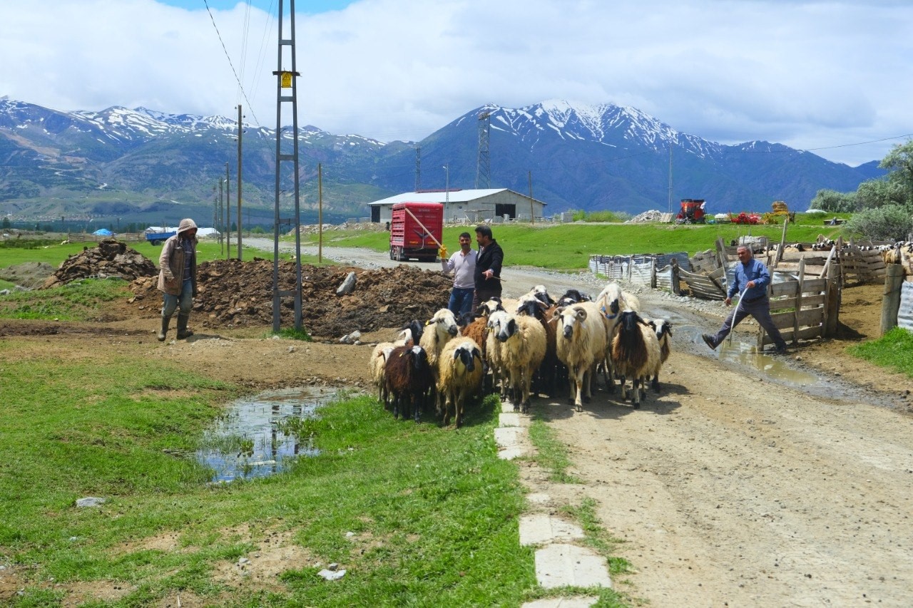 Erzincan&rsquo;da yayla yolculuğu başladı, &uuml;reticiler hayvanları kamyonlara y&uuml;klemekte zorlandı