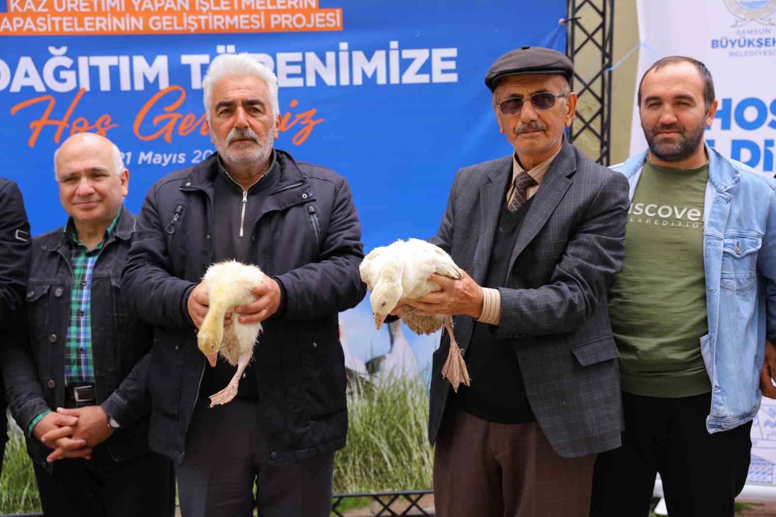 Samsun’da üreticiye yüzde 50 hibeli kaz palazı desteği
