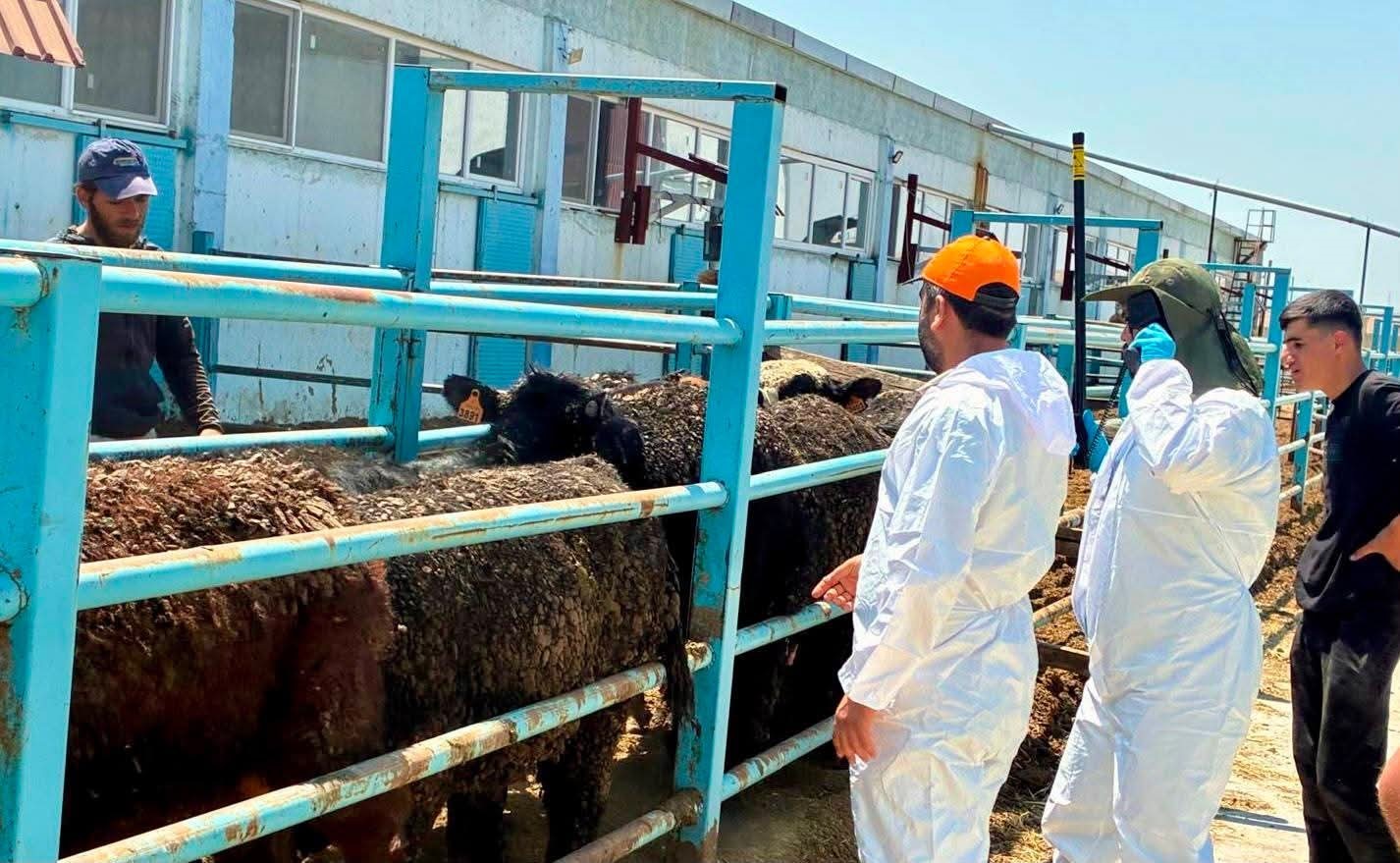Çay’da ithal besilik hayvanlara sağlık kontrolü