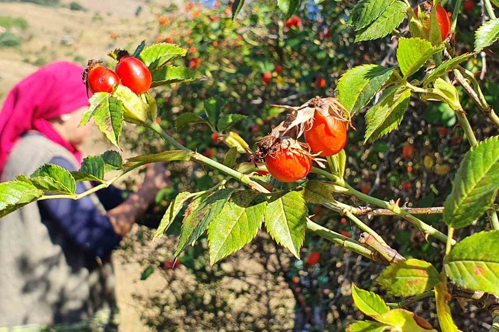 Erzincan’da kuşburnu, zorlu arazilerde toplanmaya başlandı