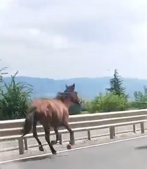 Başıboş atlar trafikte ara&ccedil;larla yarıştı