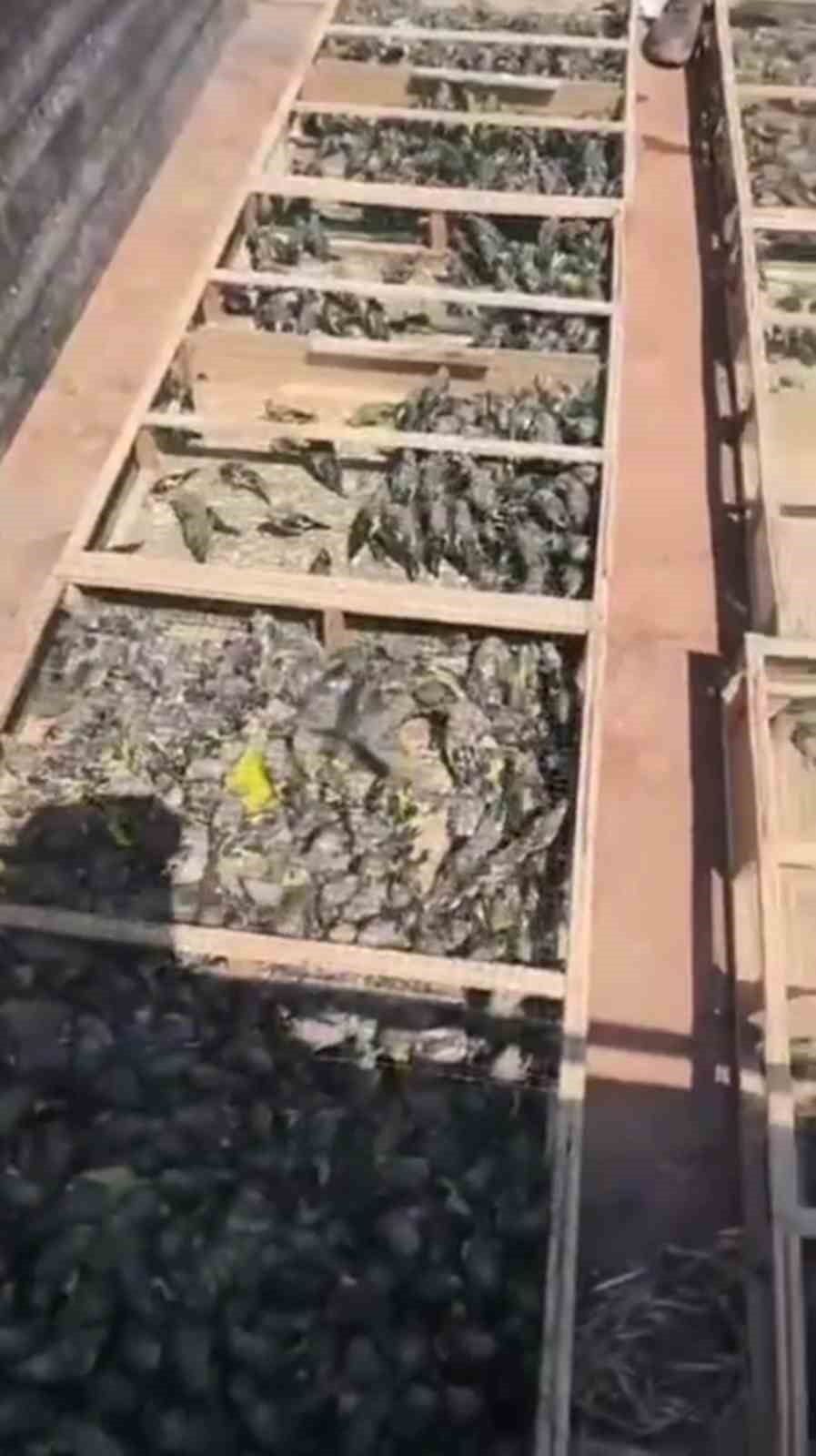 Suriye’ye geçirilmek istenen 2 bin 114 saka kuşuna 19 milyon 871 bin TL ceza