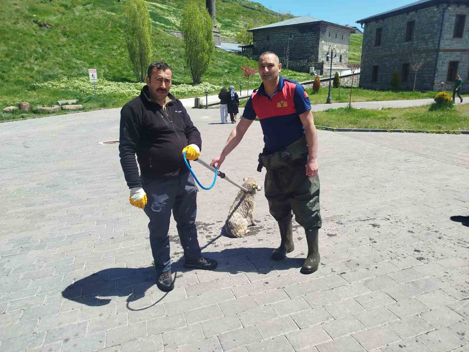 Kars Çayı’nda can pazarı: Azgın suların ortasında mahsur kalan köpek 30 dakikalık operasyonla kurtarıldı
