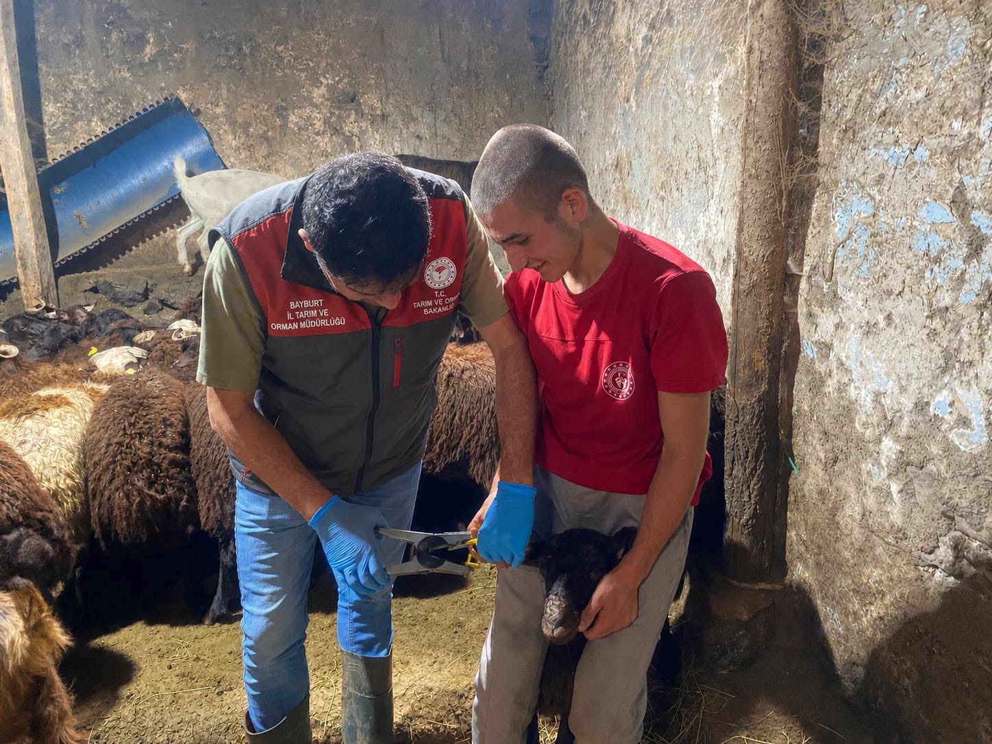 Bayburt’ta küçükbaş hayvanların takibi için çalışmalar sürüyor