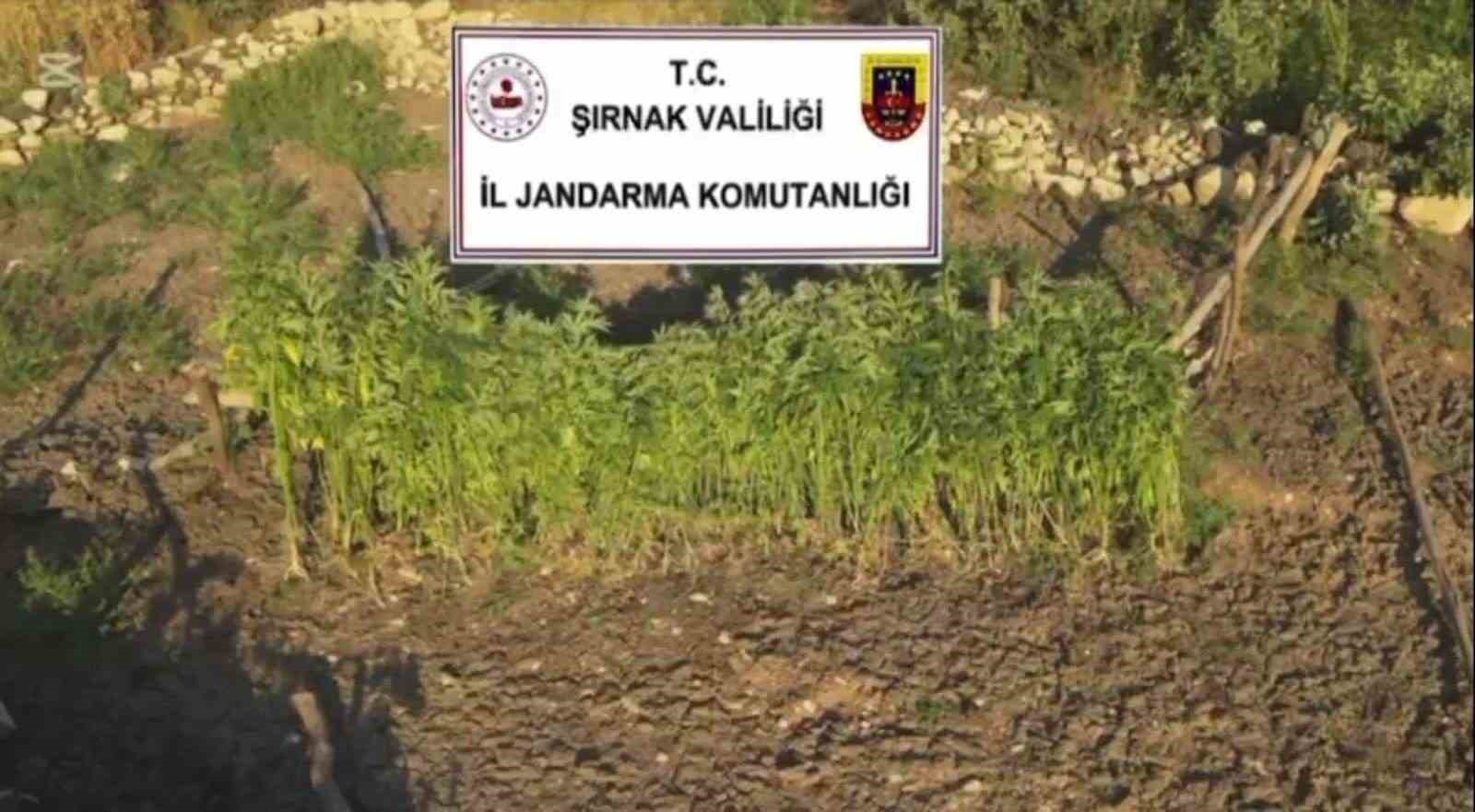 Şırnak merkezli 3 ilde uyuşturucu operasyonu: 5 gözaltı