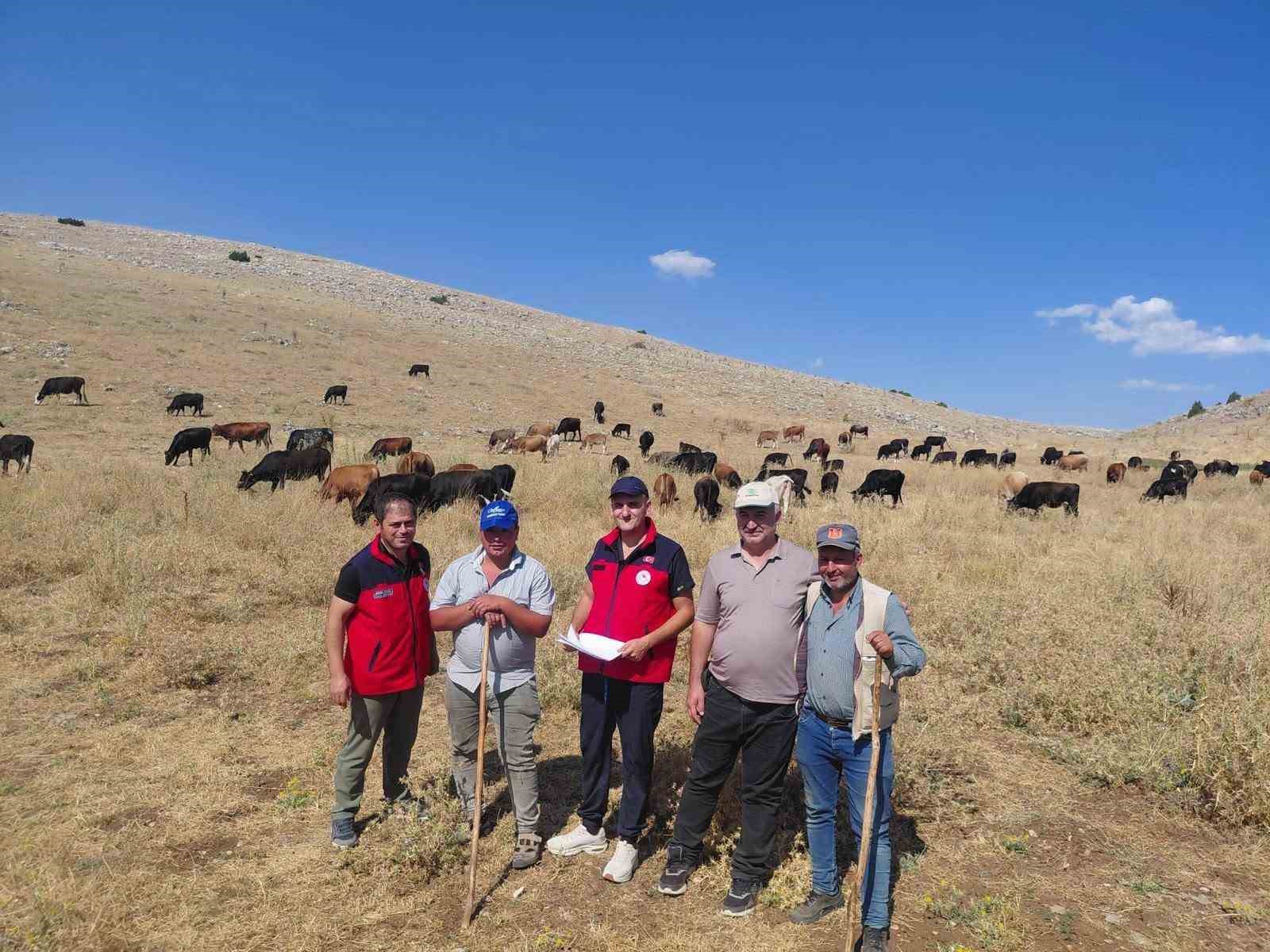 Yerli hayvan ırklarının korunması çalışmaları sürüyor