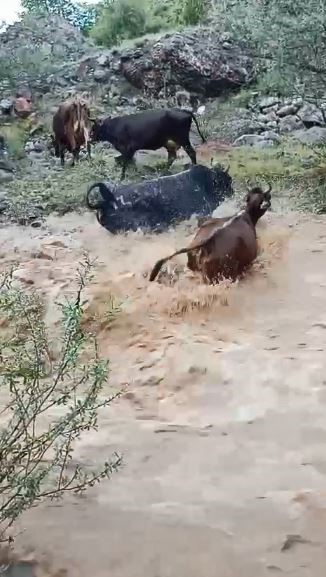 Yusufeli&rsquo;nde taşan dereden ge&ccedil;en b&uuml;y&uuml;kbaş hayvanlar kamerada
