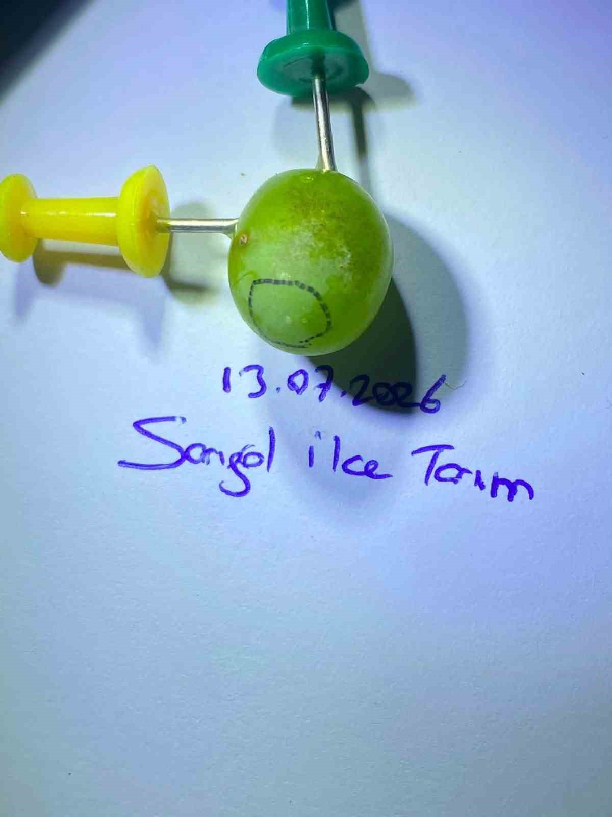 Sarıgöllü üzüm üreticilerine kritik uyarı