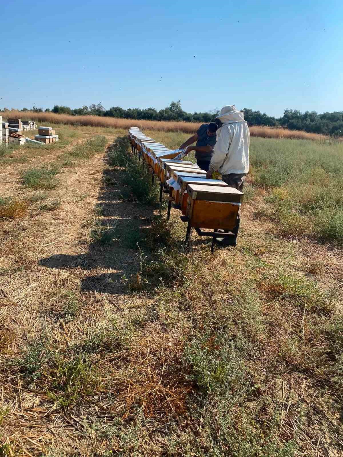 Nazilli&rsquo;de arılı kovan tespit &ccedil;alışmaları s&uuml;r&uuml;yor