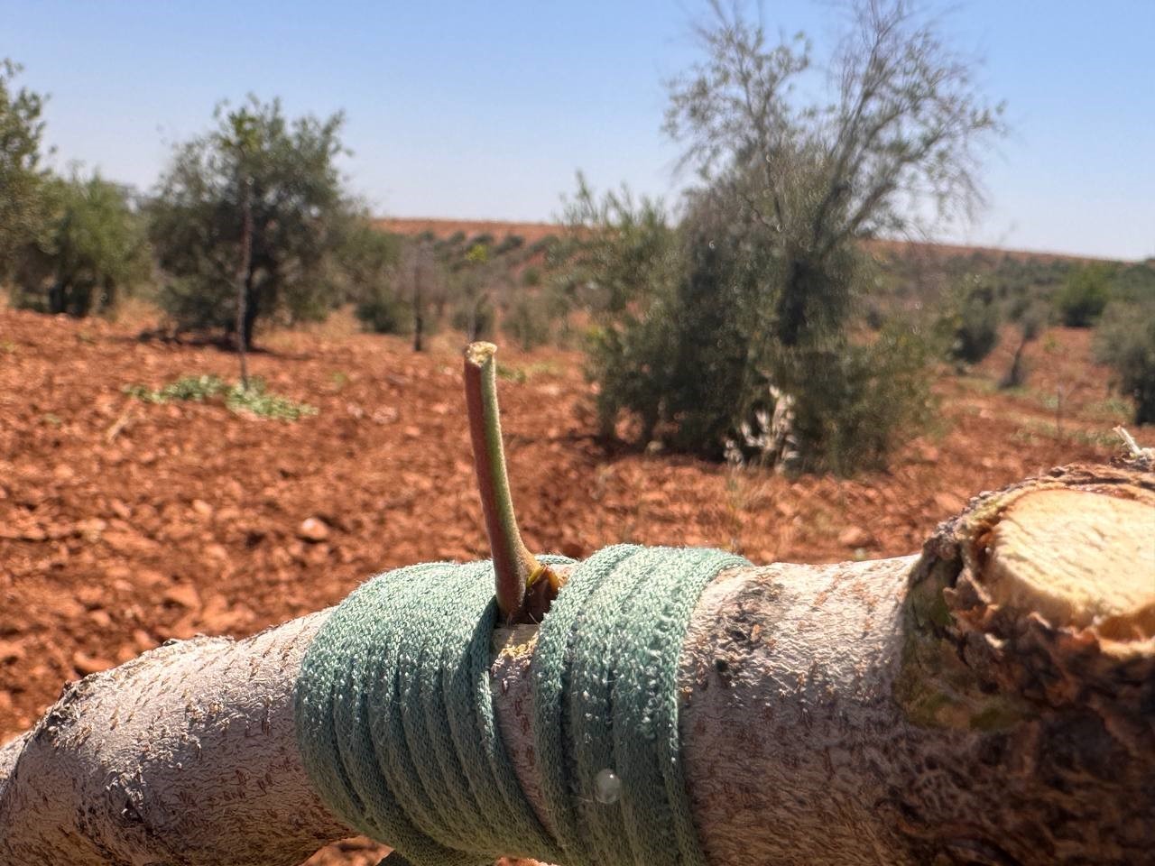 Şanlıurfa’da fıstık aşılama dönemi başladı